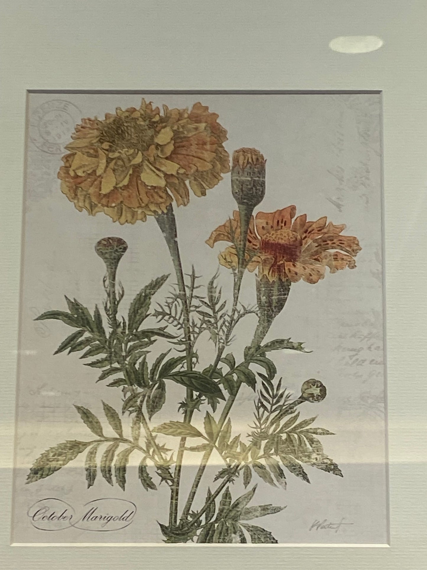 Decorative Arts Framed Pair of Botanical Prints (N3AQZ7)