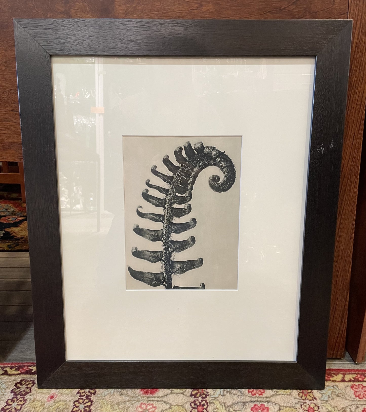 Framed Fern Prints 3 Piece Set (SVNNCL)