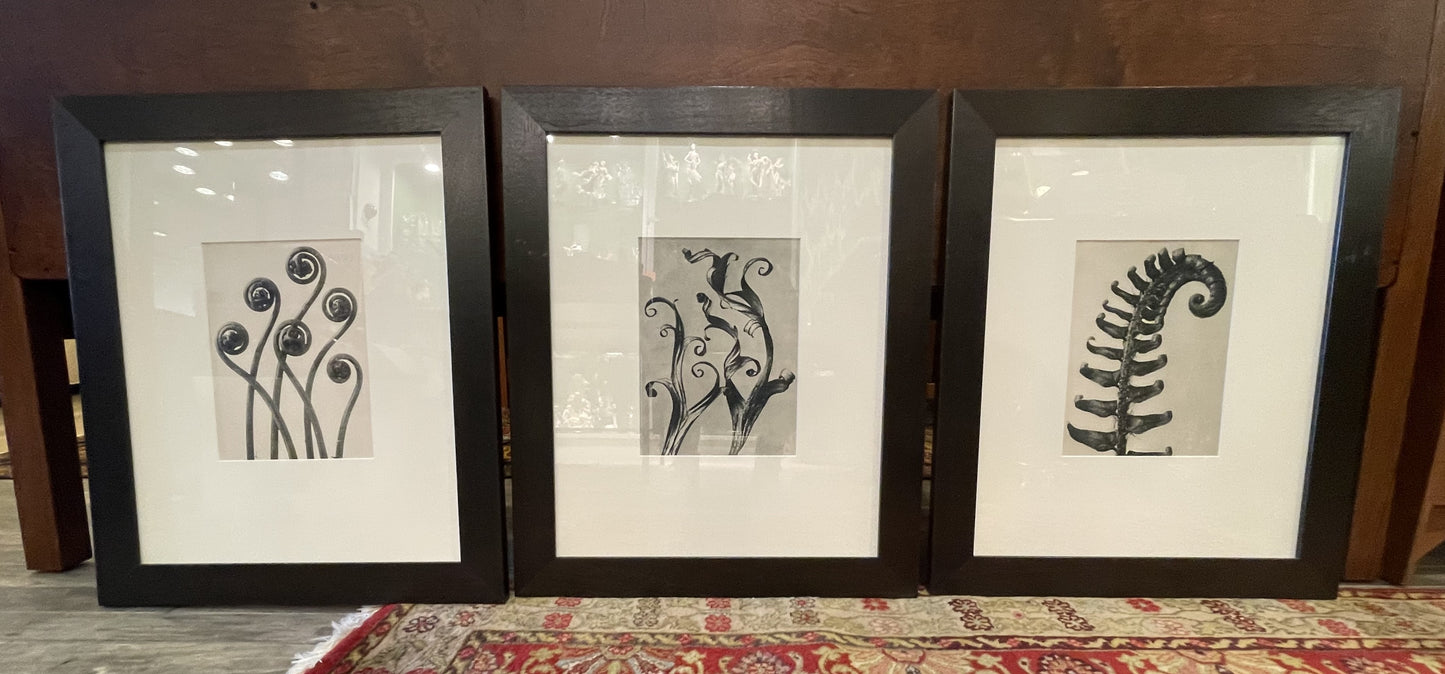 Framed Fern Prints 3 Piece Set (SVNNCL)