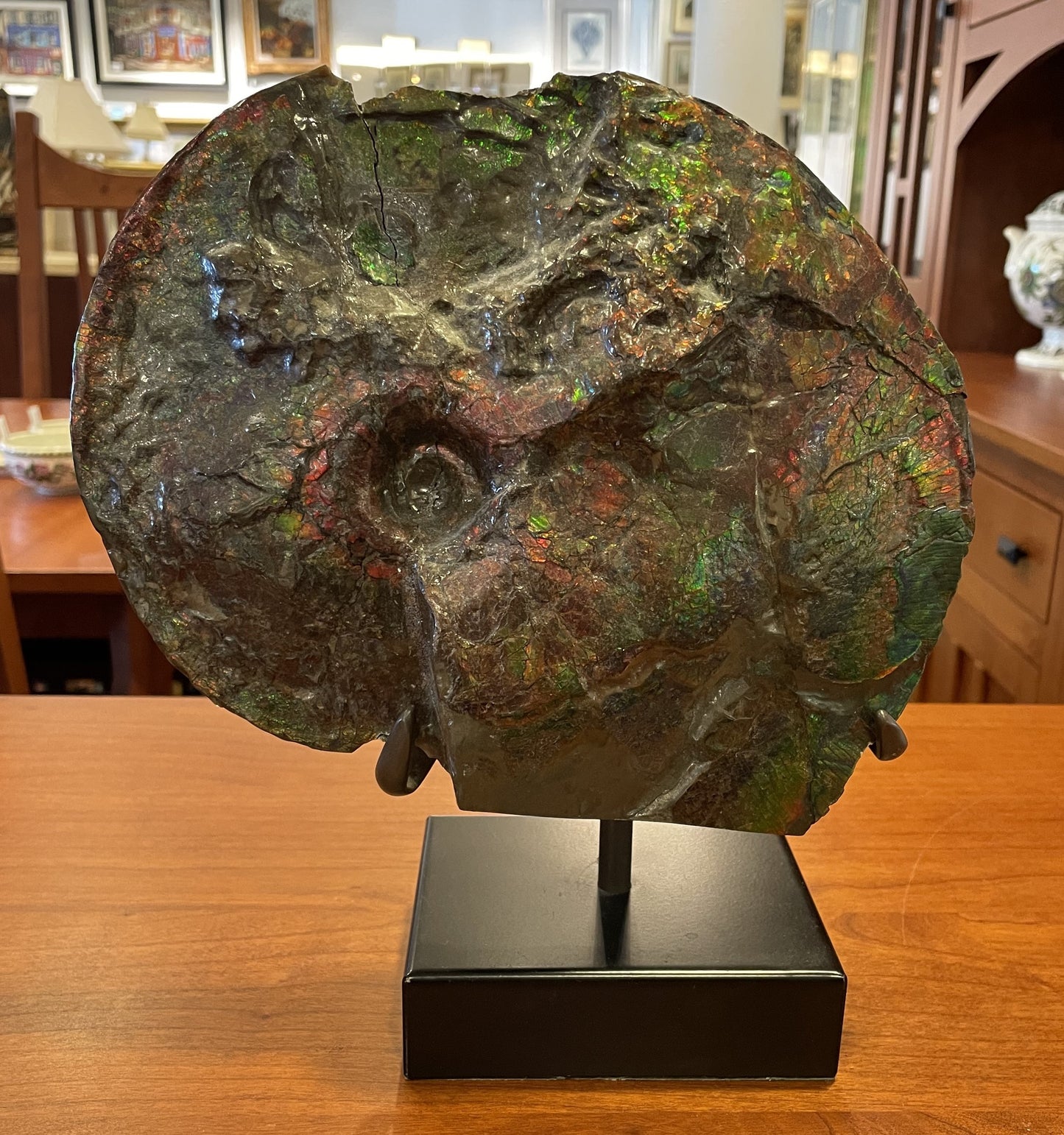 Canadian Ammonite Fossil on Stand (JXBT9B)