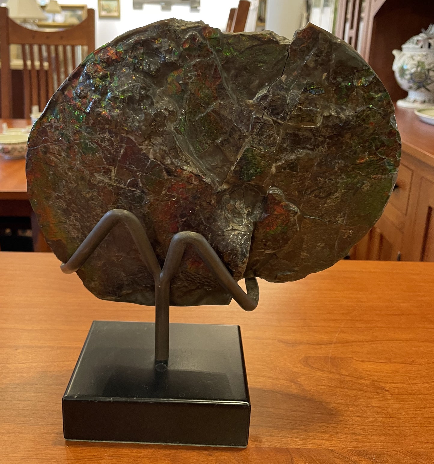 Canadian Ammonite Fossil on Stand (JXBT9B)