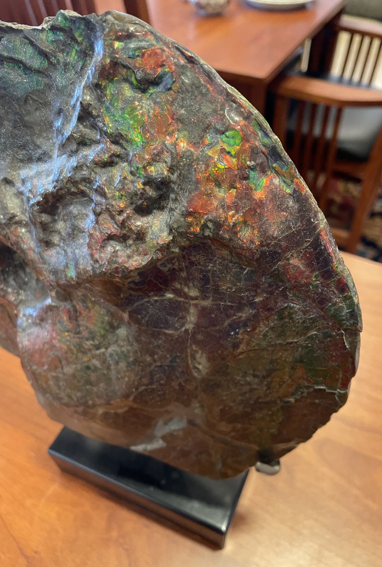 Canadian Ammonite Fossil on Stand (JXBT9B)