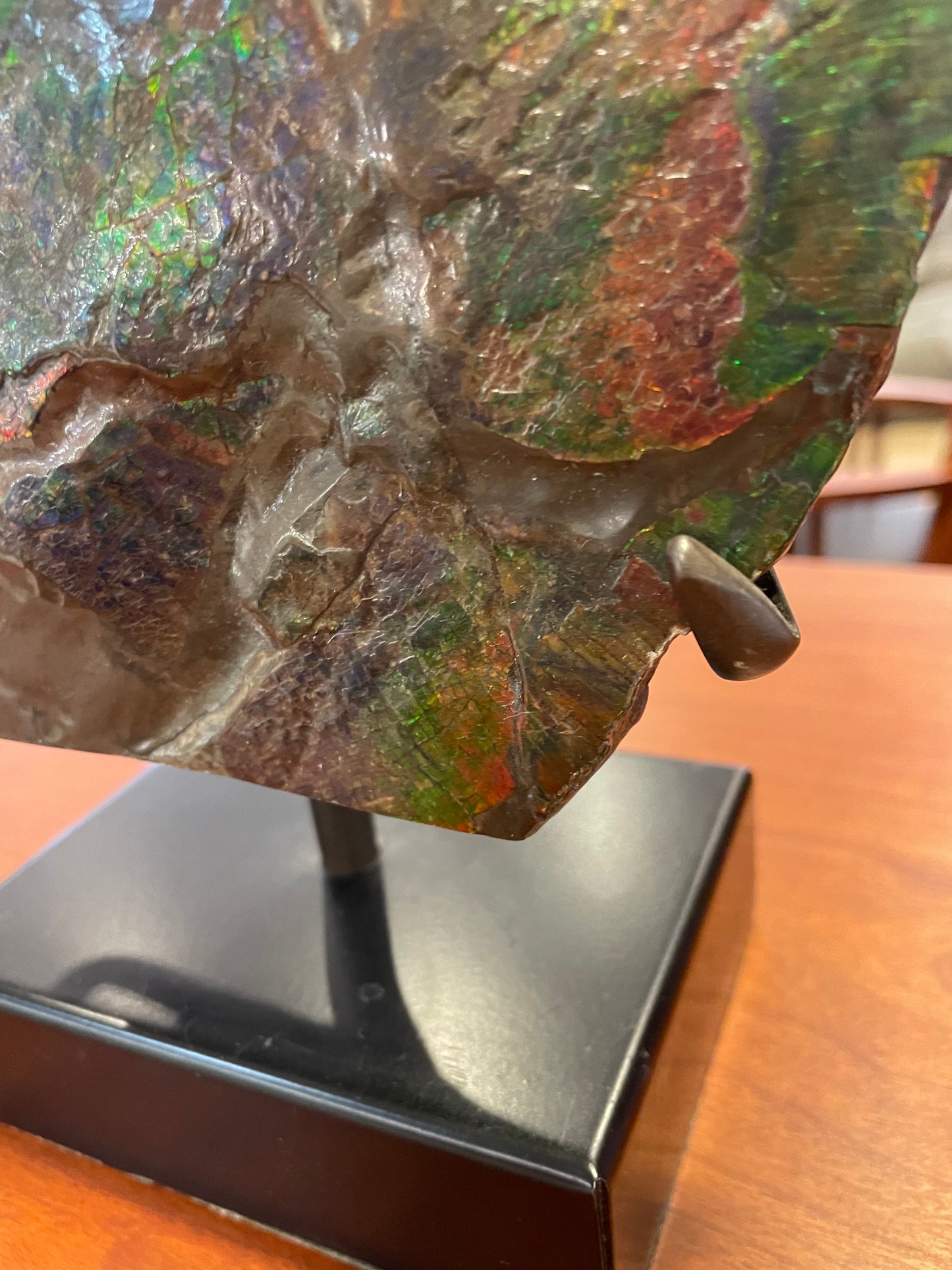 Canadian Ammonite Fossil on Stand (JXBT9B)