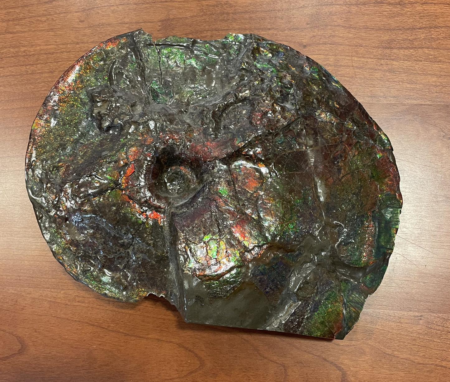 Canadian Ammonite Fossil on Stand (JXBT9B)