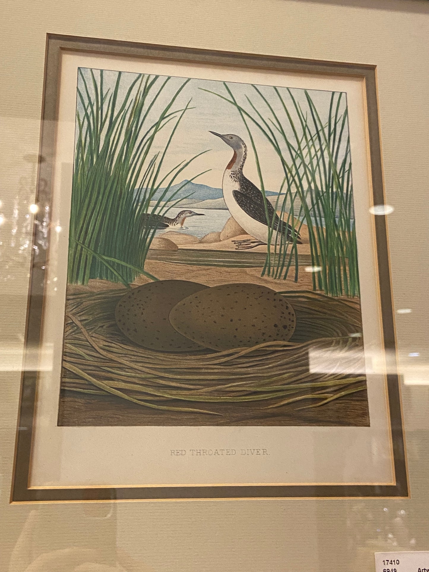 Audubon Octavo Red Diver (17410)