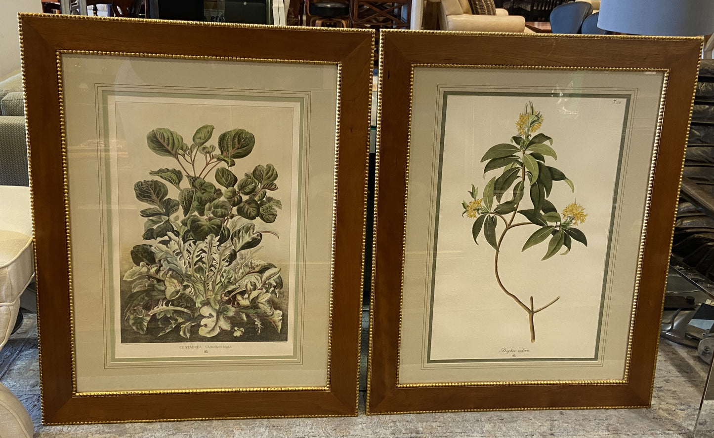 Sax Fifth Ave Botanical Art by F. Grobon AS IS (H8N3LK)